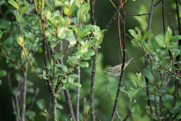 Western crowned warbler