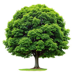 chestnut tree png Castanea sativa png nut-bearing tree png horse chestnut relative png transparent background image