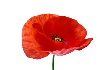 Obraz premium Vibrant Red Poppy Flower Isolated on White. For remembrance day