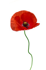 Obraz premium Vibrant Red Poppy Flower Isolated on White. For remembrance day