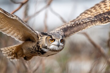 Fototapeta premium Close-up of a great horned owl in flight, showcasing its large wings and focused gaze.