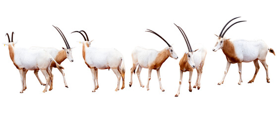 Scimitar-horned oryx (Oryx gazella) isolated on white background