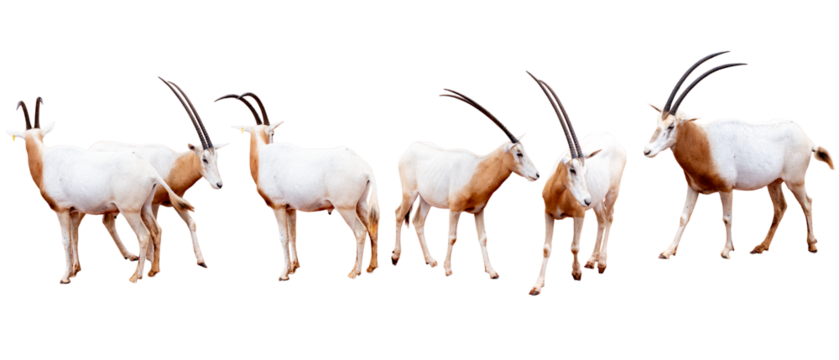 Scimitar-horned oryx (Oryx gazella) isolated on white background