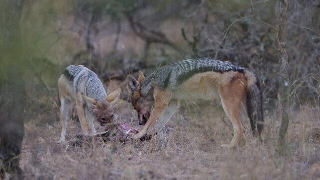 A pair of Black backed jackals feeding on a duiker lamb