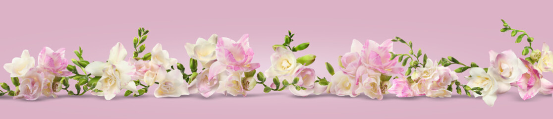 Beautiful fresh freesia flowers on pink background. Banner design