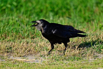 Saatkrähe mit Futter im Schnabel // Rook with food in its beak (Corvus frugilegus)