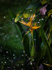 Lindas fotografias de natureza em seus pequenos detalhes no parque.