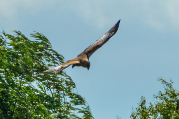 Bird of Pray