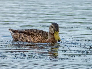 duck on the water