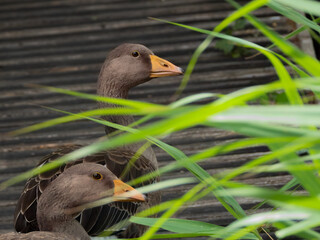 Ducks behind long grass