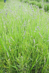 lavender (Lavandula angustifolia) blooms in the garden
