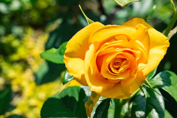 Close-up of a single yellow rose blooming in sunlight, soft green background