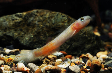 Beautiful stream goby (Sicyopus beremeensis)
