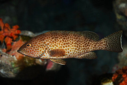 Yellow spotted or areolate grouper (Epinephelus areolatus)