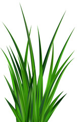 Green grass field. Meadow plants. Border with realistic garden plants. Long leaves fresh foliage. Farm land vegetation