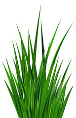 Obraz premium Green grass field. Meadow plants. Border with realistic garden plants. Long leaves fresh foliage. Farm land vegetation