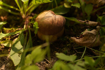 pumpkin in the forest