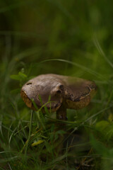 mushroom in the grass