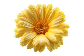 Close up of a vibrant yellow gerbera daisy.