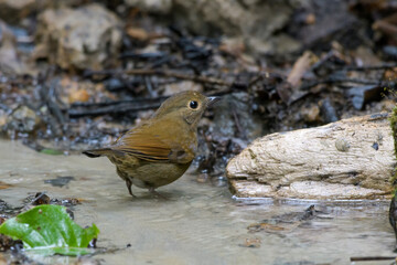 white-tailed robin or Myiomela leucura seen in Karimganj, Assam, India
