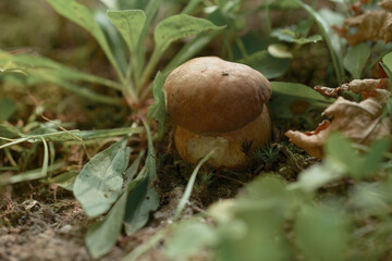 boletus edulis mushroom