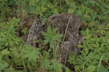 squirrel in the forest