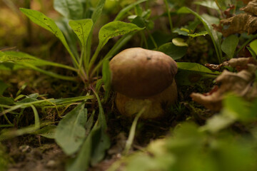 boletus edulis mushroom