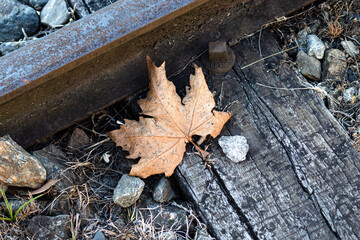 Folha Plátano muita vista no inverno