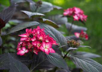 A popular variety of hydrangea with dark leaves and bright pink flowers