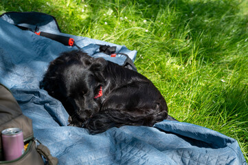 A  dog sleeps comfortably on a blanket