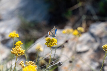 Butterfly on a flower