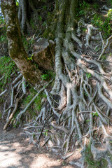 Gnarled roots of a tree