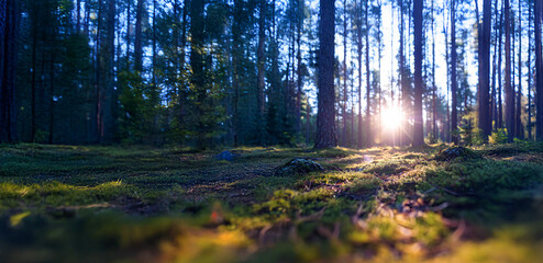 Obraz premium Peaceful Pine Forest: Morning Light Trails
