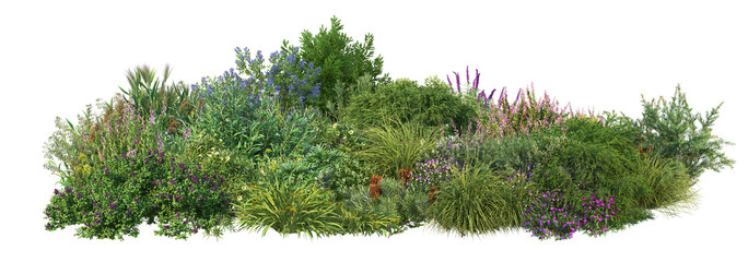 3D render of flowering shrubs on a transparent background	