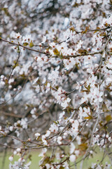 Obraz premium tree with white cherry or cherry blossoms. flowers are in full bloom, and branches of tree are covered with them. picture is in a serene mood. beauty in nature, spring fruit trees.