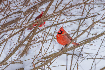 Red northern cardinal birds perched in bare tree branches on snowy winter day