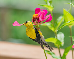 Goldfinch bird perched on bright pink zinnia flower with petal in beak