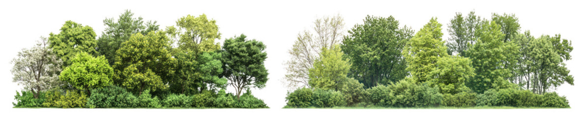 Fototapeta premium PNG Dense green foliage with various tree species in a row element set on transparent background.