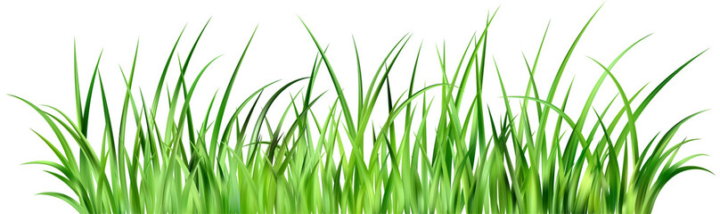 Green grass on field. Lawn plants border. Summer meadow and garden realistic illustration. Fresh long leaves. Bunch of foliage design.