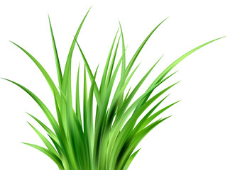 Green grass on field. Lawn plants border. Summer meadow and garden realistic illustration. Fresh long leaves. Bunch of foliage design.