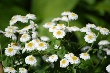 daisies in the garden