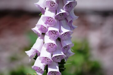 close up of pink flower