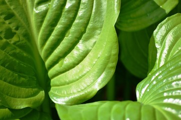 green leaves background