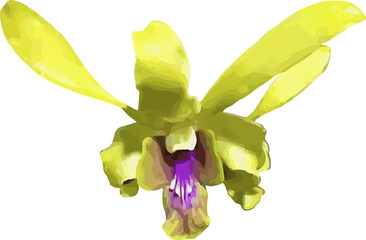 vector image of a yellow green orchid flower on a white background