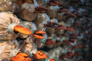 Mushrooms are growing on the farm. They are one of the most well-known agricultural products.