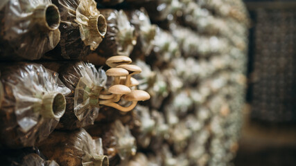 Mushrooms are growing on the farm. They are one of the most well-known agricultural products.