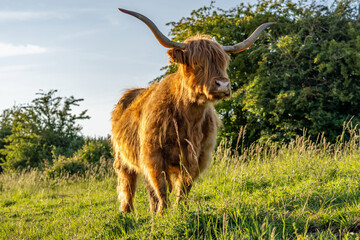 free-ranging Highland Cattle in a nature reserve in Zeeland, Netherlands