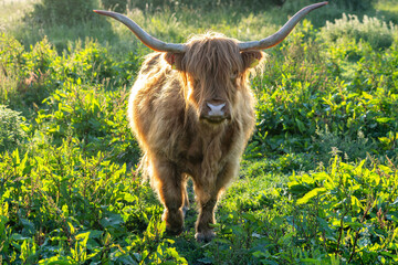 free-ranging Highland Cattle in a nature reserve in Zeeland, Netherlands
