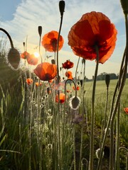 field of poppies