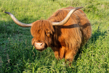 free-ranging Highland Cattle in a nature reserve in Zeeland, Netherlands